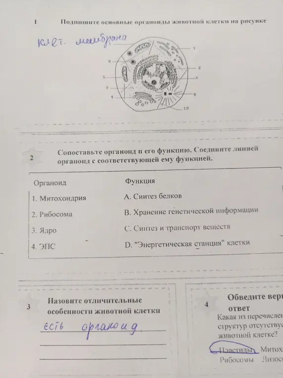 Подпиши основные органоиды животной клетки на рисунке