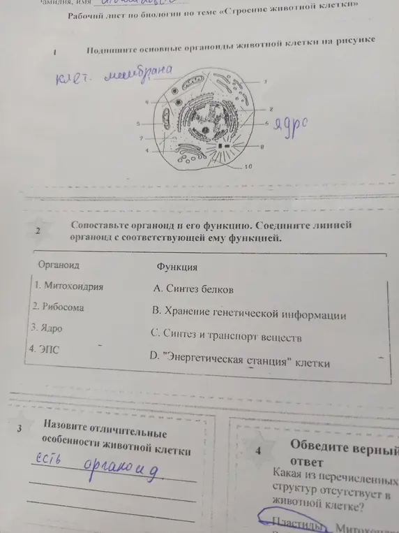 Объясни, как подписать основные органоиды животной клетки на рисунке, сопоставить органоид и его функцию, назвать отличительные особенности животной клетки и обвести верный ответ