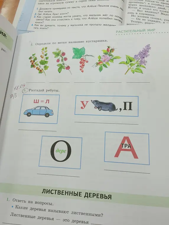Ты просишь разгадать ребусы и определить по ветке название кустарника