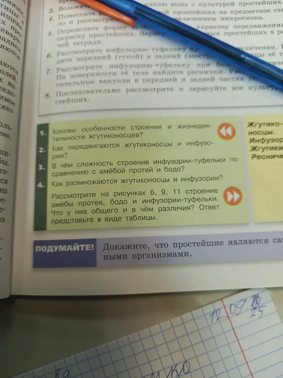 Какие особенности строения и жизнедеятельности жгутиконосцев?