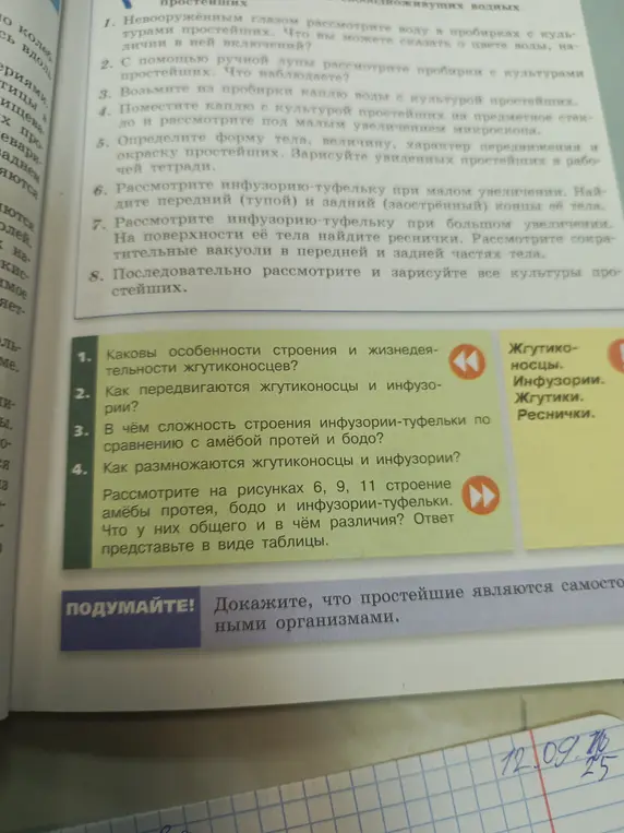 Какие особенности строения и жизнедеятельности жгутиконосцев?