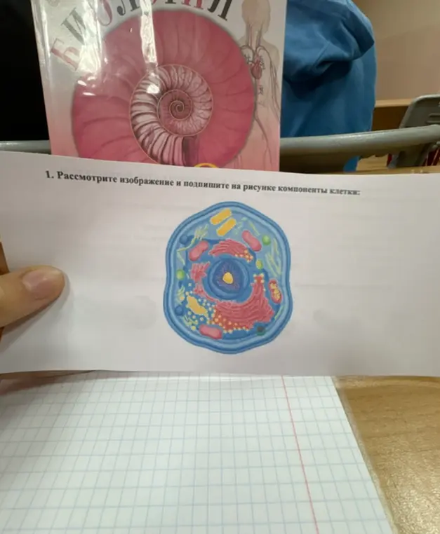 Рассмотри изображение и подпиши на рисунке компоненты клетки