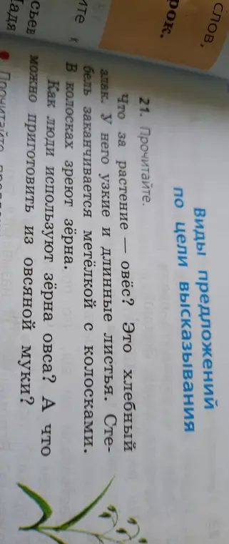 Ответь на вопросы в тексте про овёс