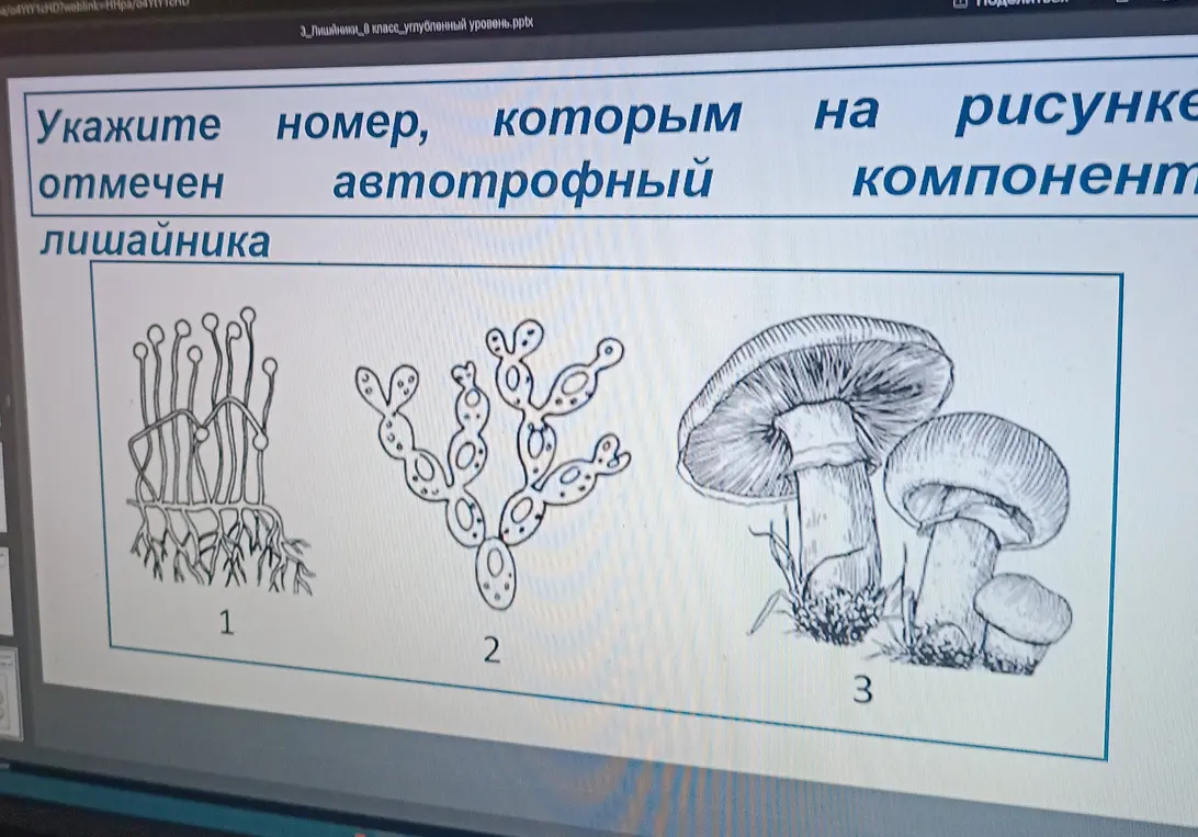 Укажи номер, которым отмечен автотрофный компонент лишайника на рисунке