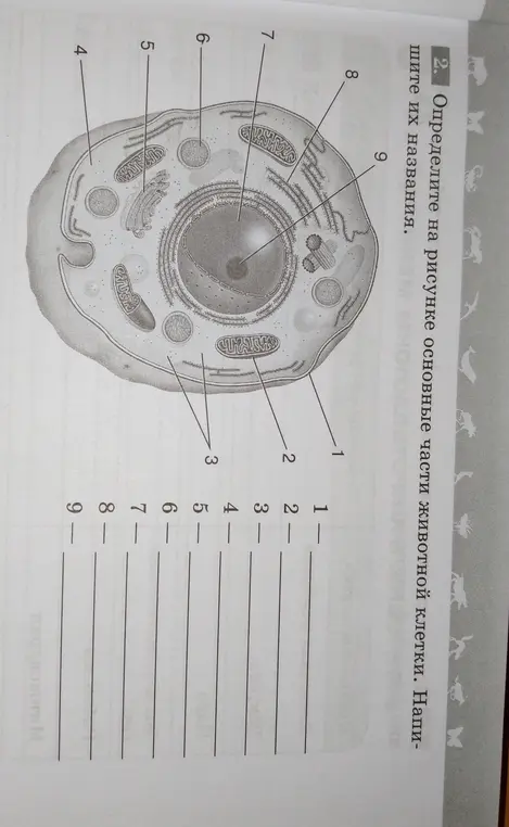 Определи на рисунке основные части животной клетки.