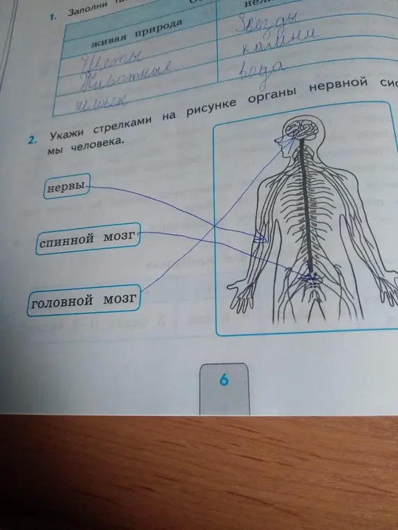 Помоги указать стрелками на рисунке органы нервной системы человека