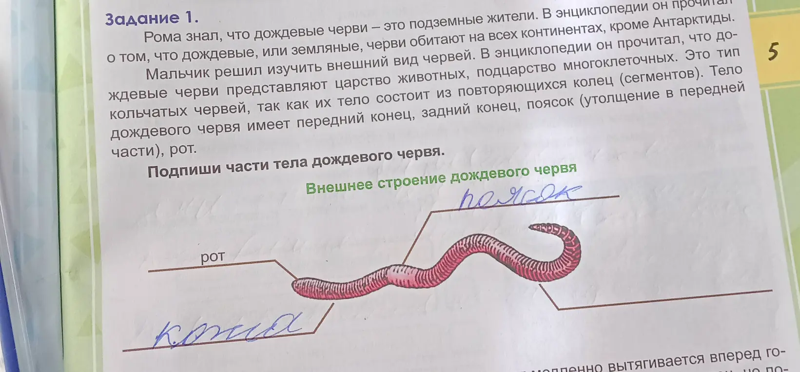 Подпиши части тела дождевого червя