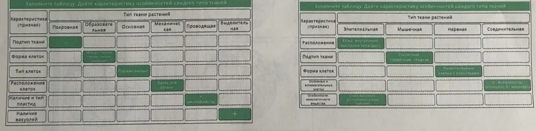 Помоги мне заполнить таблицу, дай характеристику особенностей каждого типа тканей.