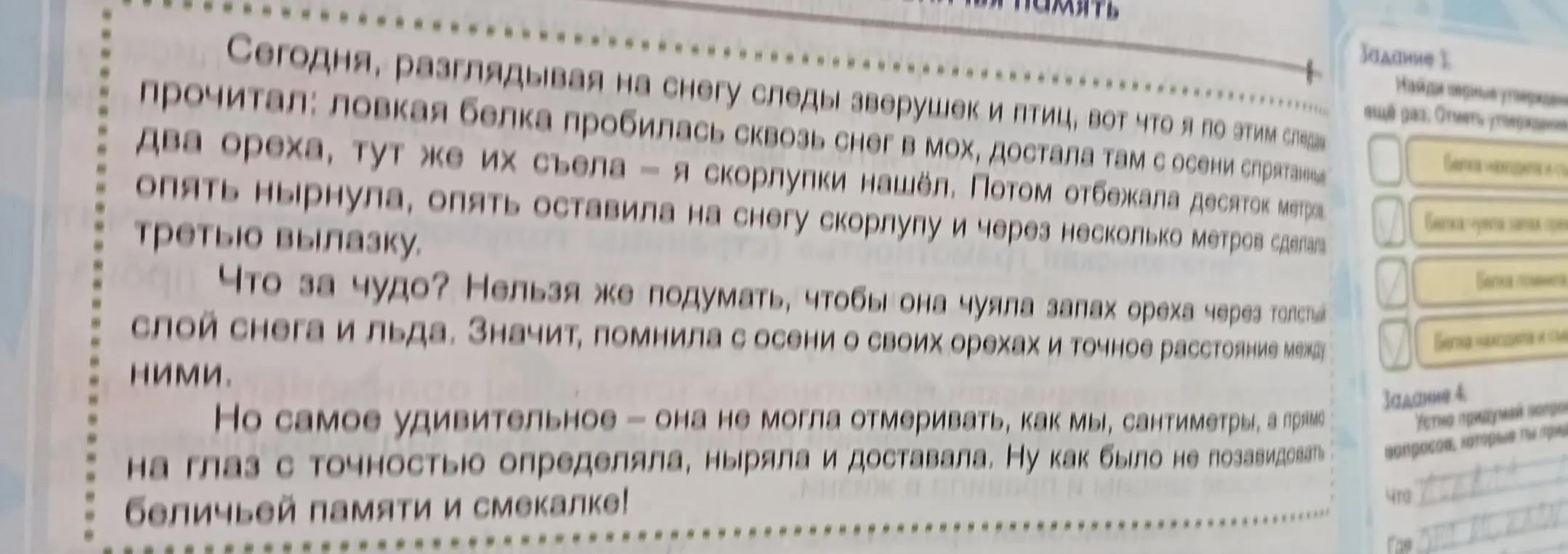 Найди верные утверждения в тексте про белку