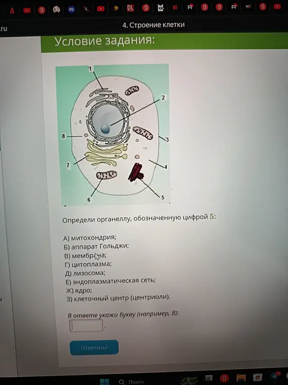 Определи органеллу, обозначенную цифрой 5