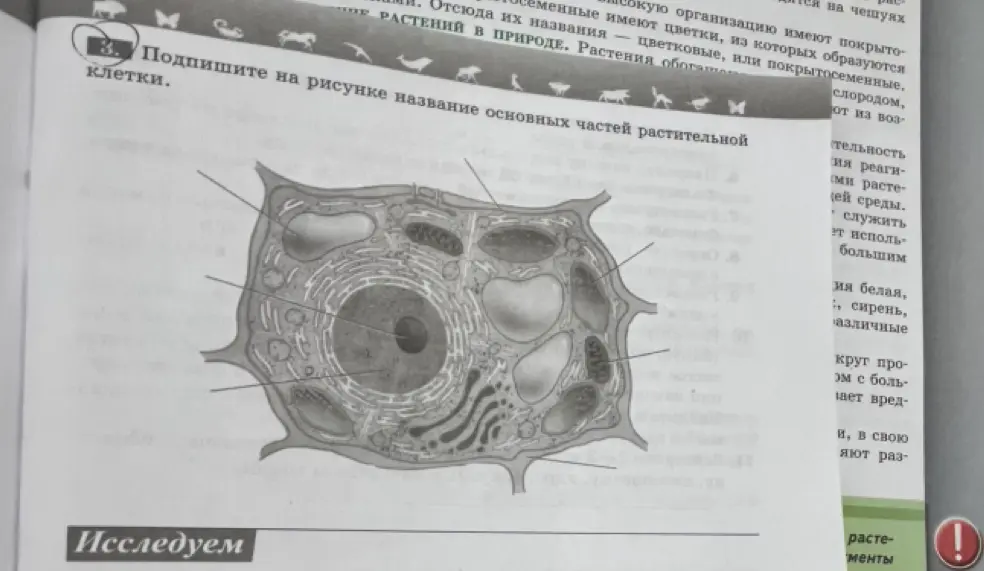 Подпиши на рисунке название основных частей растительной клетки.