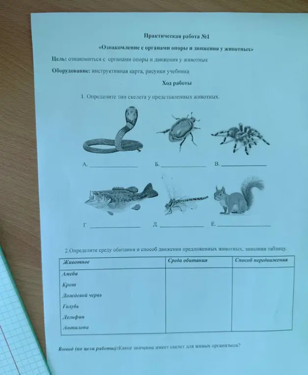 Определи тип скелета у представленных животных