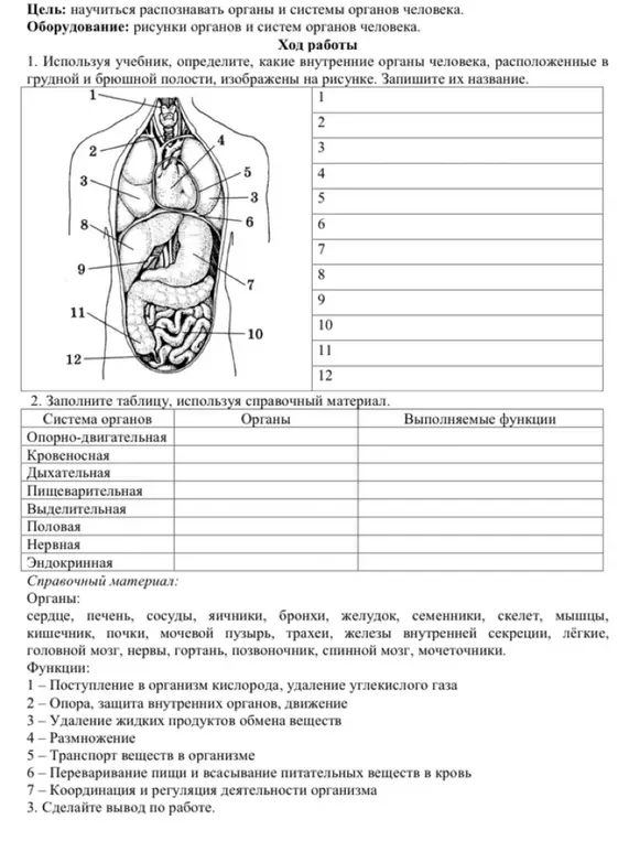 Используя учебник, определи какие внутренние органы человека, расположенные в грудной и брюшной полости, изображены на рисунке и запиши их названия.