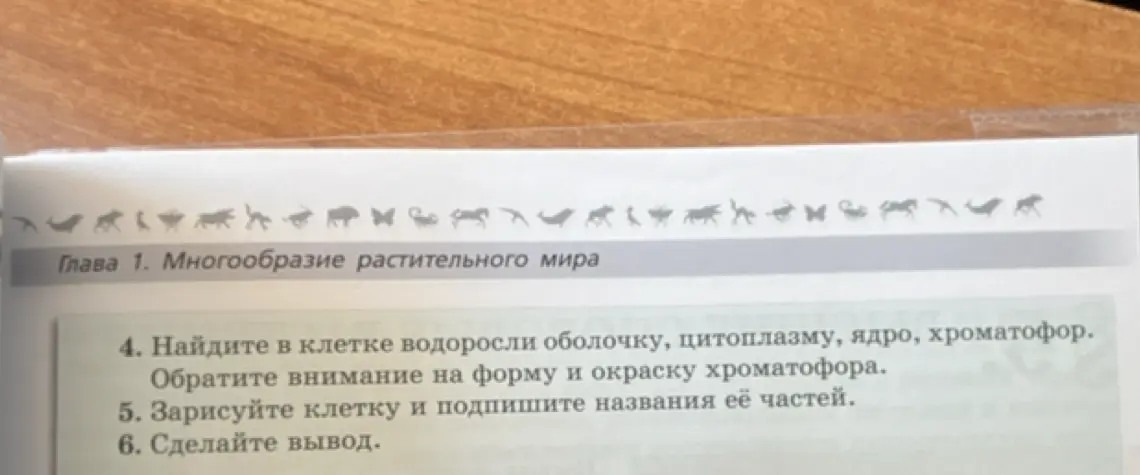 Найди в клетке водоросли оболочку, цитоплазму, ядро, хроматофор