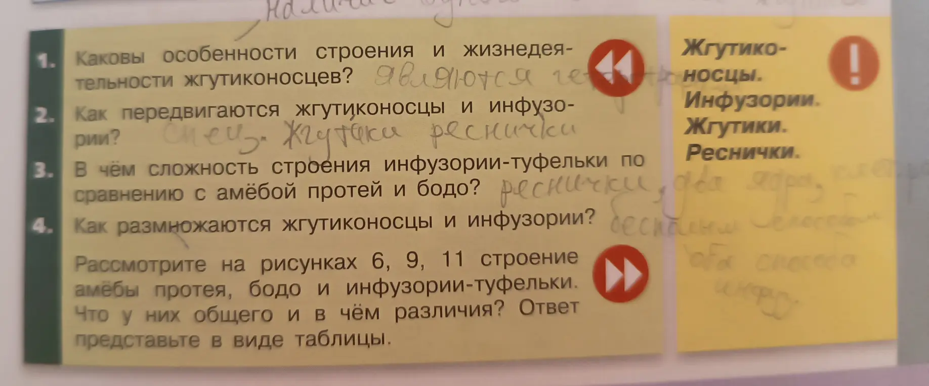 Какие особенности строения и жизнедеятельности жгутиконосцев?
