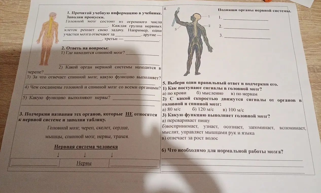 Можешь ответить на вопросы по биологии и выполнить задания: заполнить пропуски, подчеркнуть названия органов, не относящихся к нервной системе, подписать органы на рисунке, выбрать правильные ответы?