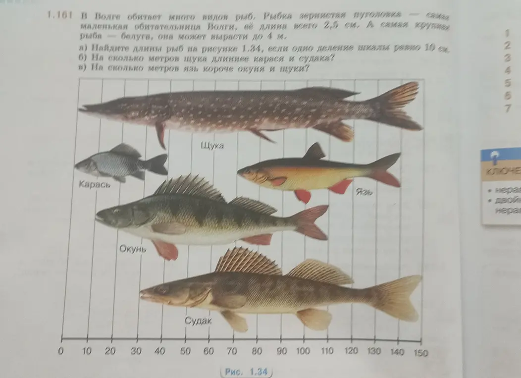 Найди длины рыб на рисунке 1.34, если одно деление шкалы равно 10 см.