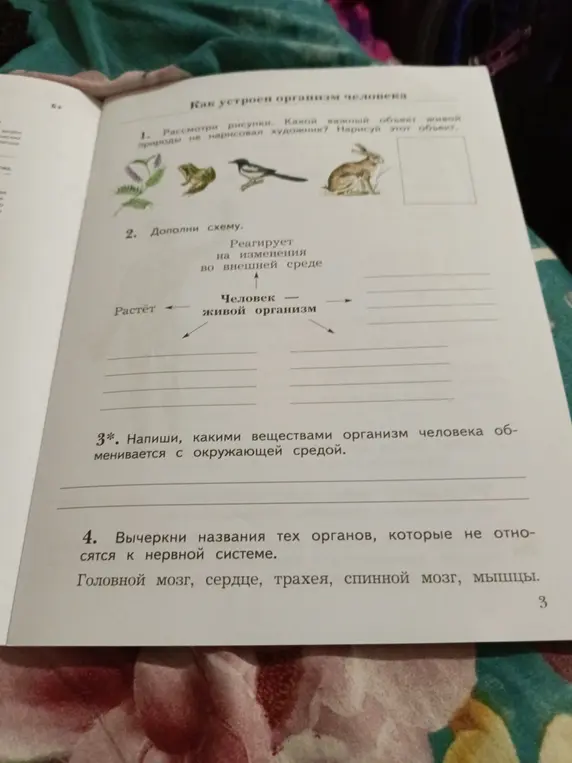 Выполни задания по биологии: определи, какой объект живой природы не нарисовал художник, дополни схему, напиши, какими веществами организм человека обменивается с окружающей средой, вычеркни названия тех органов, которые не относятся к нервной системе.