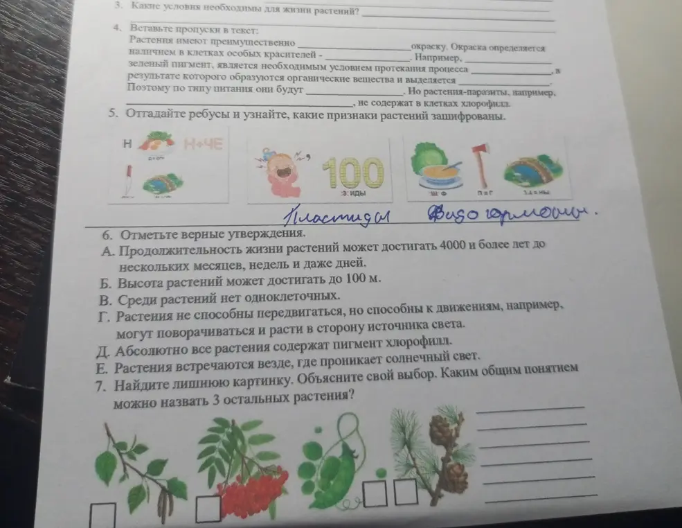 Как решить задания про растения, ребусы и верные утверждения?