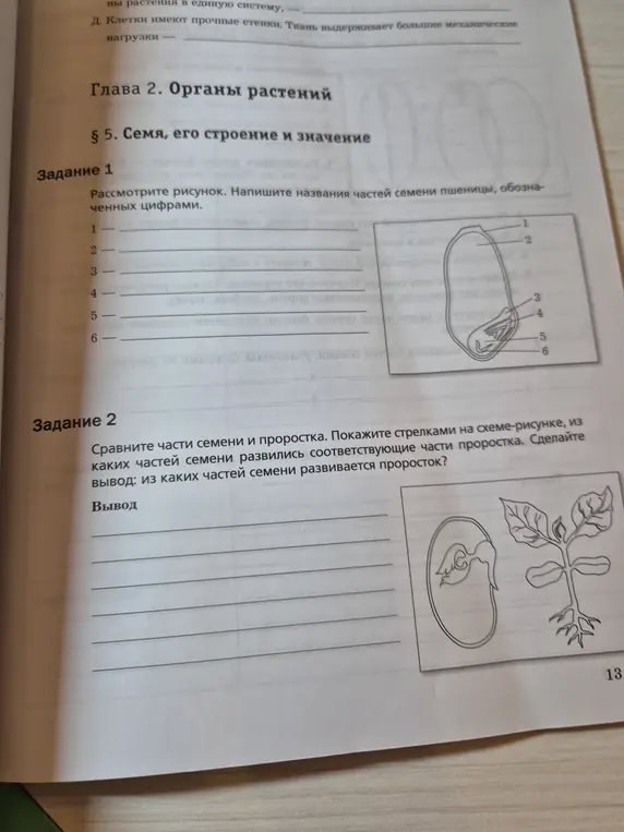 Можешь ли ты помочь мне написать названия частей семени пшеницы, обозначенных цифрами?