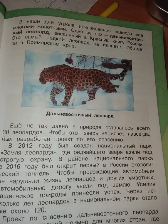 Объясни, почему дальневосточный леопард занесён в Красную книгу