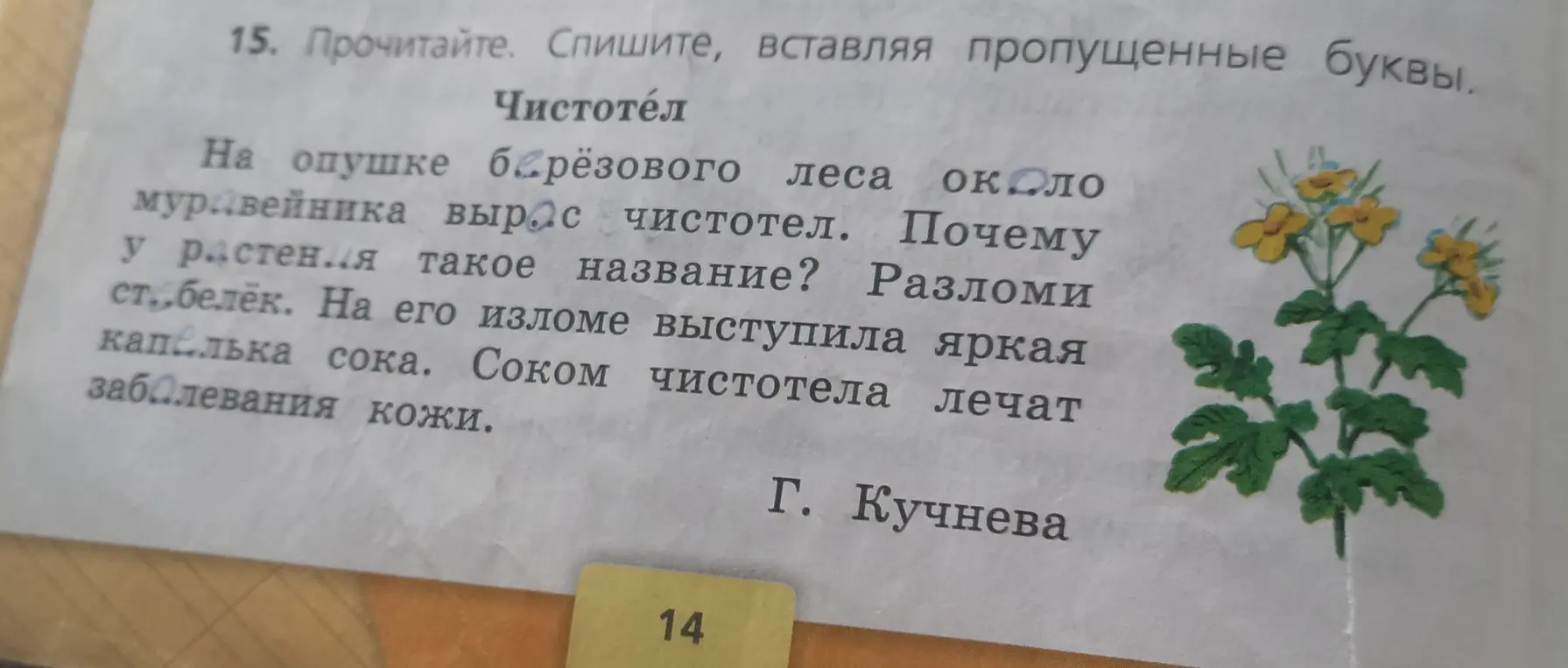 Помоги вставить пропущенные буквы в тексте про чистотел