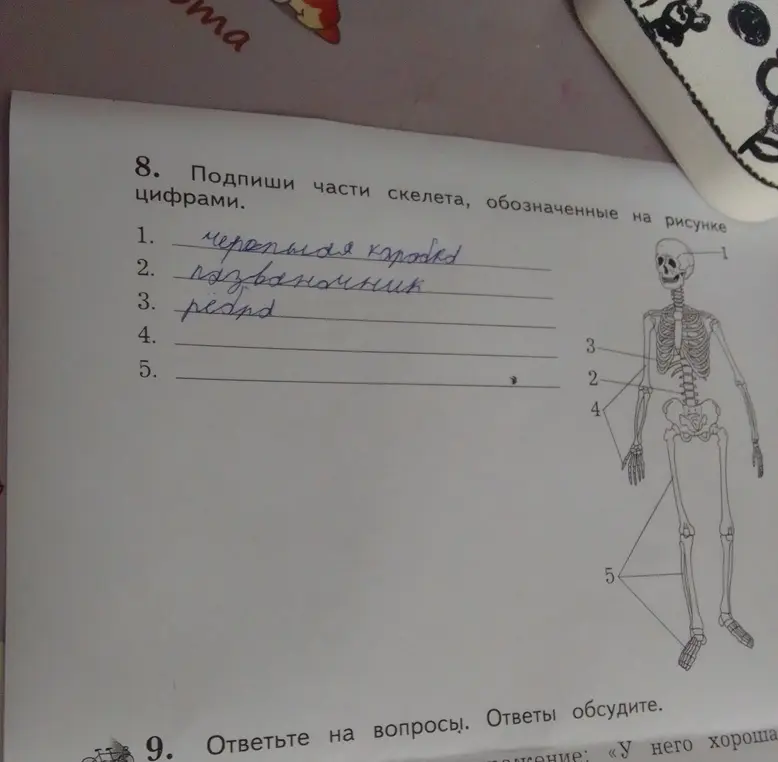 Подпиши части скелета, обозначенные на рисунке цифрами