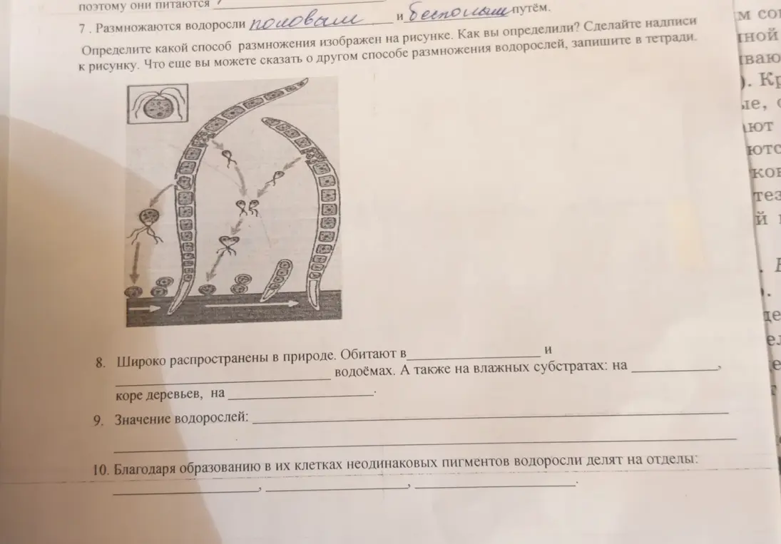 Определи, какой способ размножения изображен на рисунке. Как ты определил? Сделай надписи к рисунку.