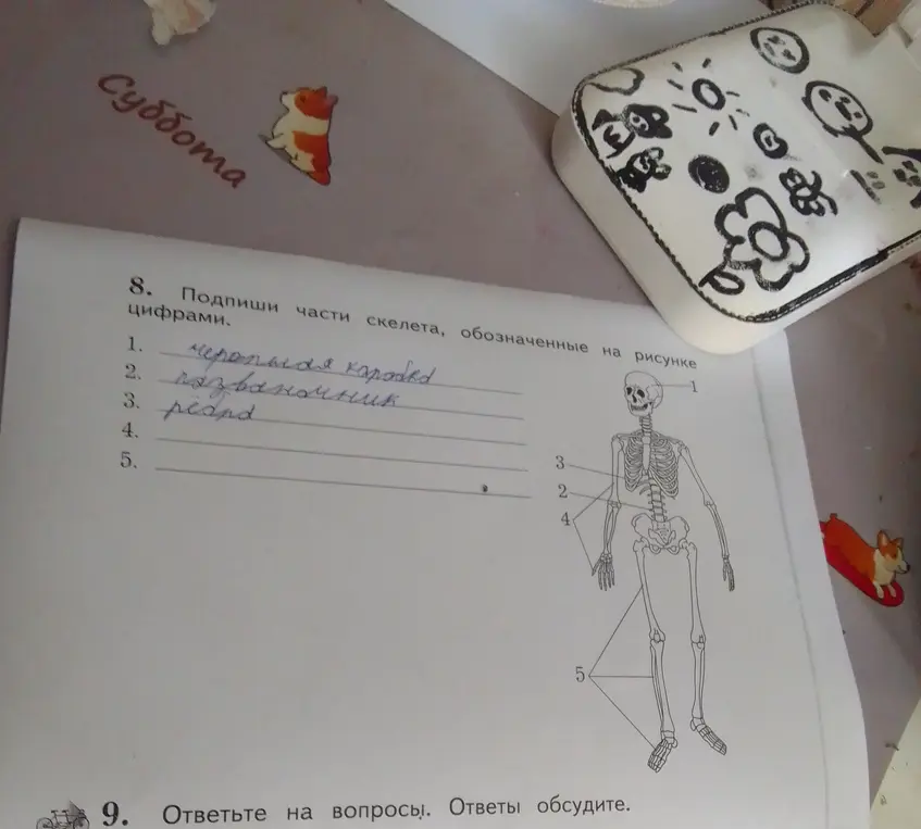 Подпиши части скелета, обозначенные на рисунке цифрами.