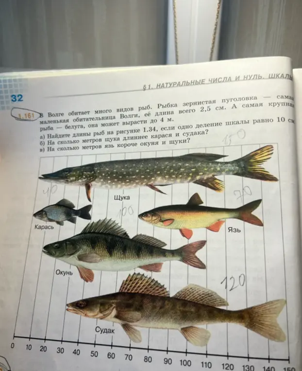 Найди длины рыб на рисунке 1.34, если одно деление шкалы равно 10 см