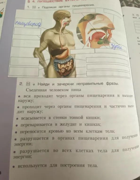 Предложи найти и зачеркнуть неправильные фразы о пищеварении и подписать органы пищеварения на рисунке.