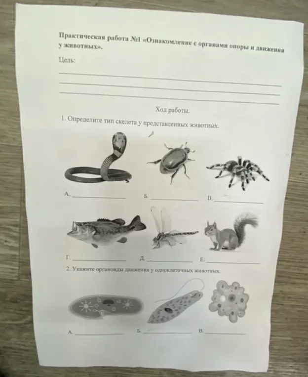 Определи тип скелета у представленных животных.