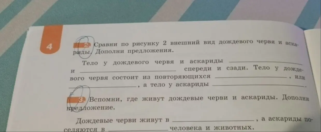 Сравни по рисунку 2 внешний вид дождевого червя и аскариды и дополни предложения
