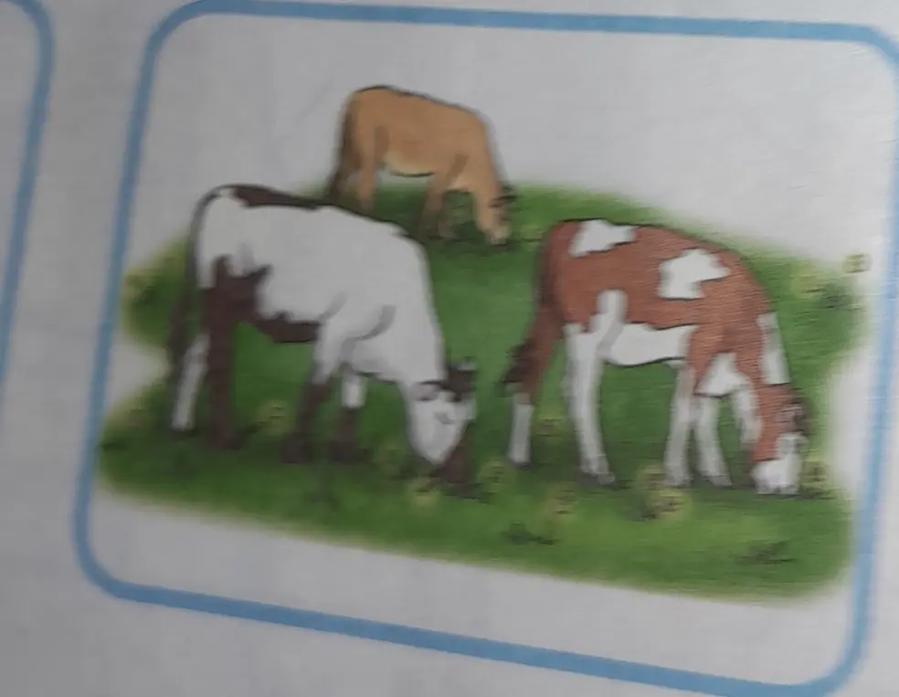 Что изображено на картинке?