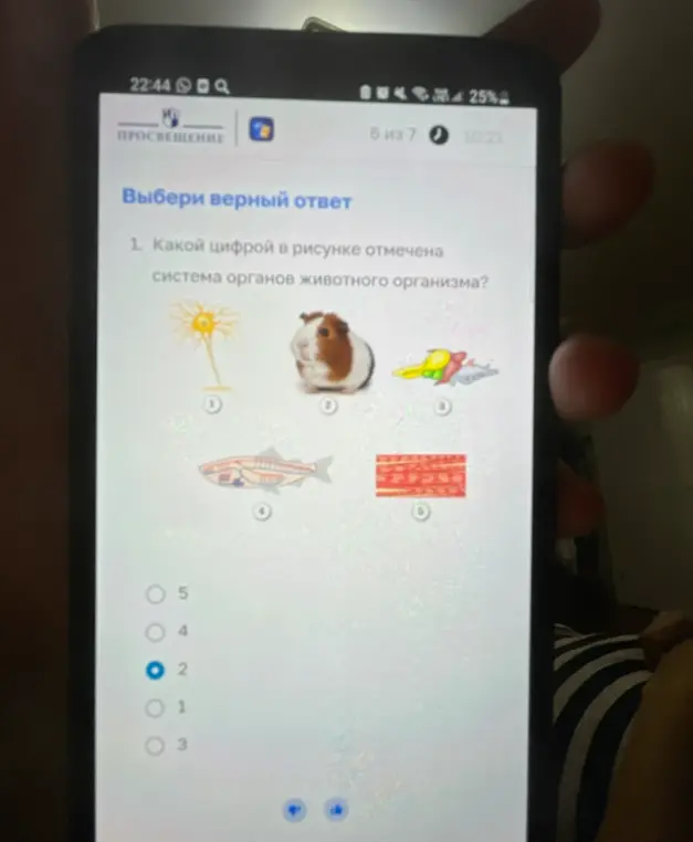 Какой цифрой на рисунке отмечена система органов животного организма?