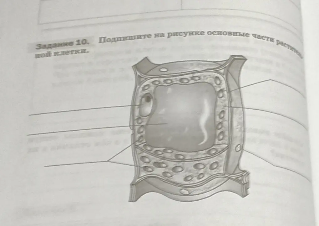 Подпиши на рисунке основные части растительной клетки