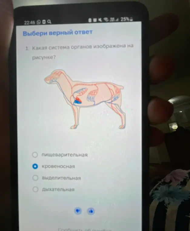 Ты просишь определить, какая система органов изображена на рисунке.