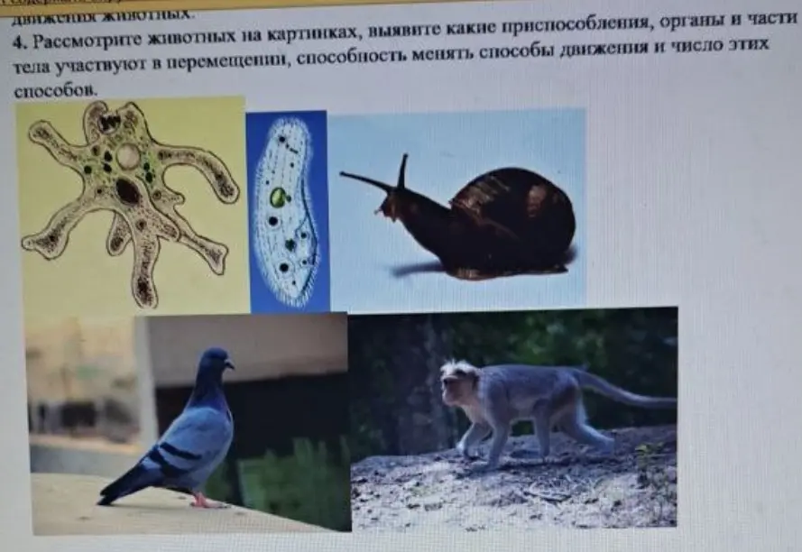 Рассмотри животных на картинках, выяви какие приспособления, органы и части тела участвуют в перемещении