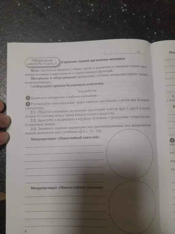 Можешь нарисовать и подписать в кружках основные структурные элементы эпителиальных тканей?