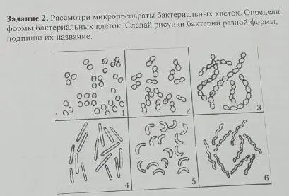 Определи формы бактериальных клеток на микропрепаратах