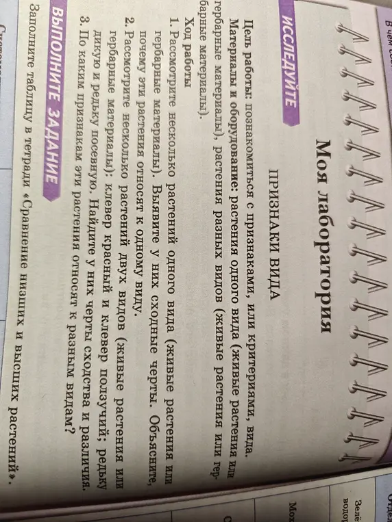 Объясни, по каким признакам эти растения относят к разным видам?
