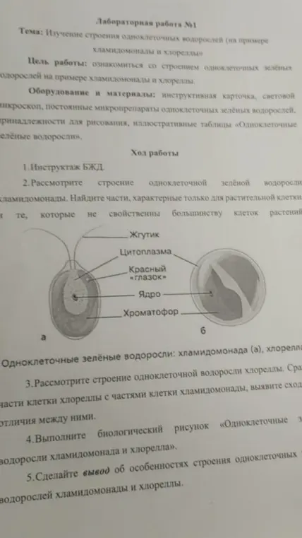 Составь отчет о лабораторной работе по изучению строения одноклеточных водорослей
