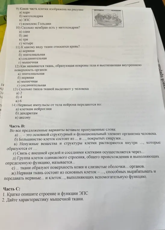 Выполни задания по биологии: определи часть клетки на рисунке, количество мембран у митохондрии, вид ткани крови, название ткани, образующей покровы тела, количество типов тканей у человека, способ передачи нервных импульсов, вставь пропущенные слова и опиши строение и функцию ЭПС и мышечной ткани.