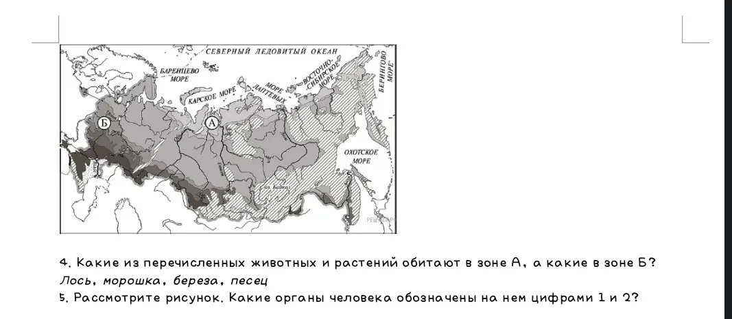 Ты можешь определить, какие из перечисленных животных и растений (лось, морошка, береза, песец) обитают в зоне А, а какие в зоне Б?