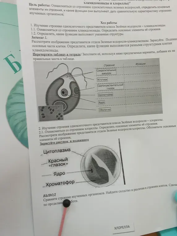 Можешь ли ты помочь мне заполнить таблицу с функциями органоидов хламидомонады и подписать части клетки хлореллы на рисунке?