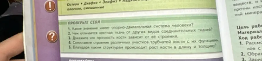 Ответь на вопросы: Какое значение имеет опорно-двигательная система человека?