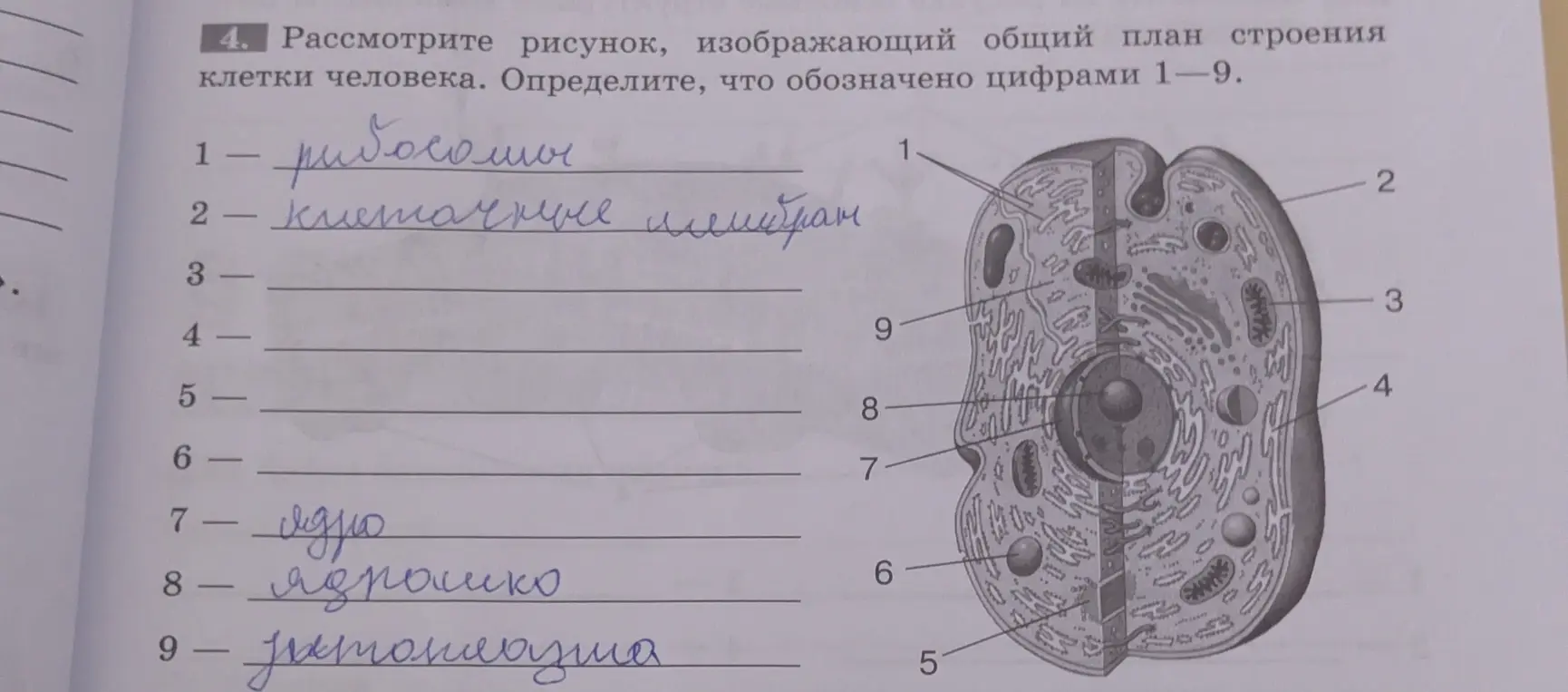 Определи, что обозначено цифрами 1-9 на рисунке, изображающем общий план строения клетки человека