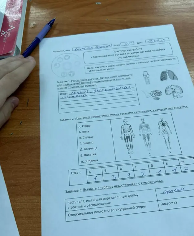 Выполни задание: установи соответствие между органами и системами, к которым они относятся и вставь в таблицу недостающее по смыслу слово.