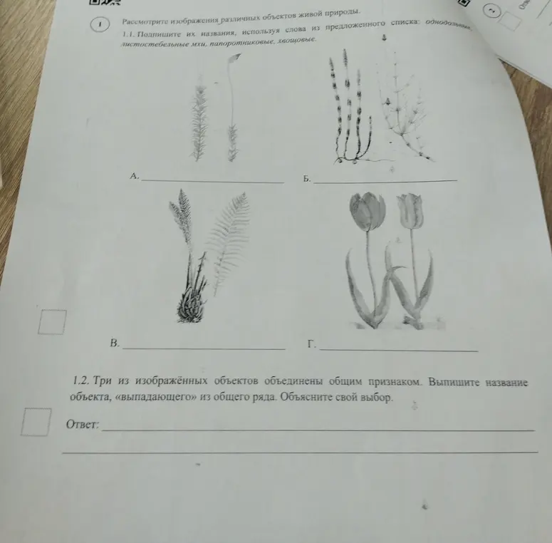 Подпиши названия объектов, используя слова из предложенного списка: однодольные, листостебельные мхи, папоротниковые, хвощовые.