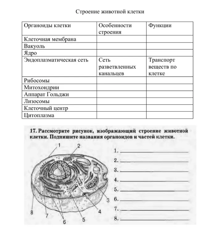 Подпиши названия органоидов и частей клетки на рисунке